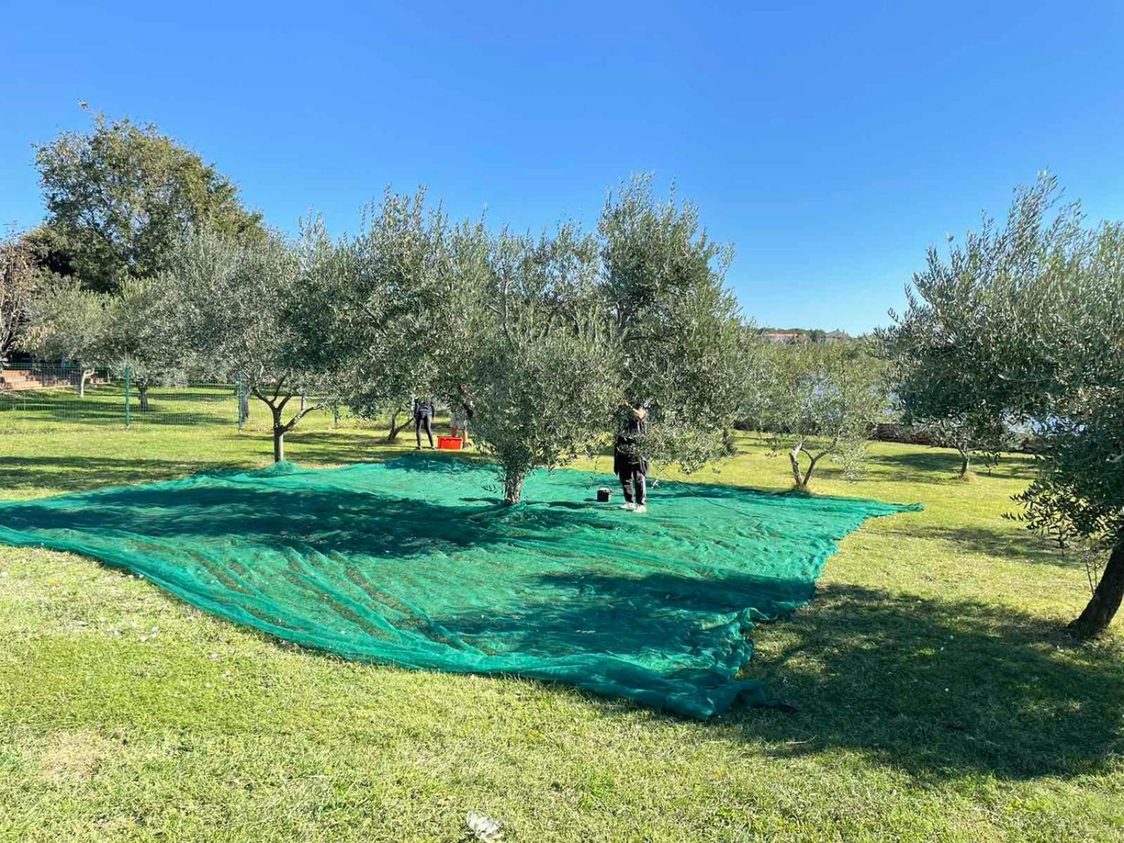 Beach House Ive With Jacuzzi, Pool, Playground And Bbq In An Olive Grove With A Beach, Pomer - Istria エクステリア 写真